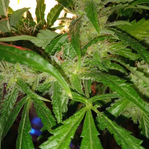 Green Gelato growlog timeline photo