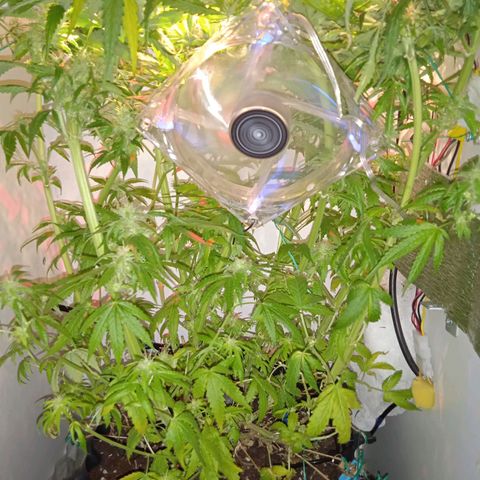 Green Gelato growlog timeline photo