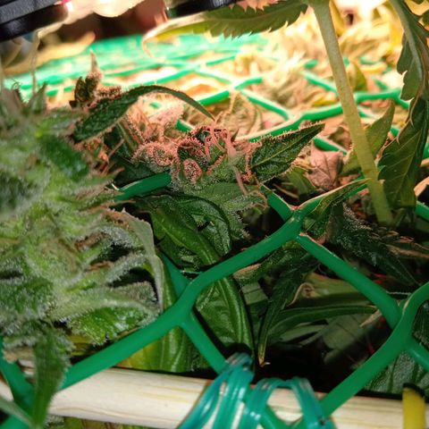 Green Gelato growlog timeline photo