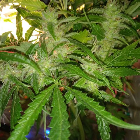 Green Gelato growlog timeline photo