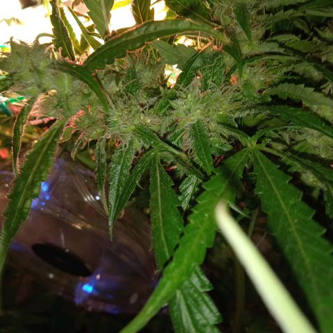 Green Gelato growlog timeline photo