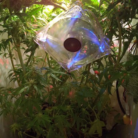 Green Gelato growlog timeline photo