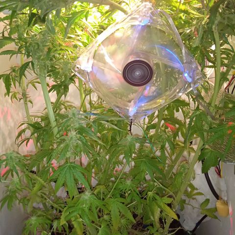 Green Gelato growlog timeline photo