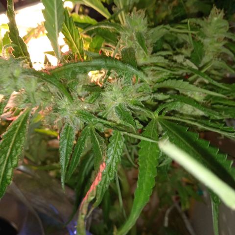 Green Gelato growlog timeline photo