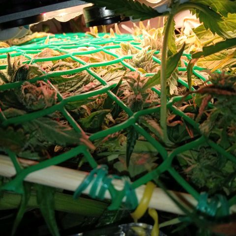 Green Gelato growlog timeline photo