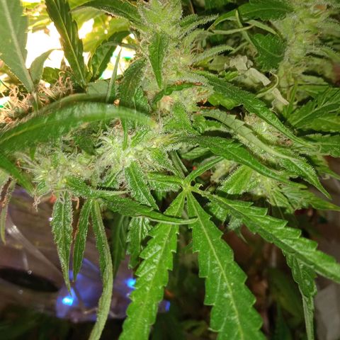 Green Gelato growlog timeline photo