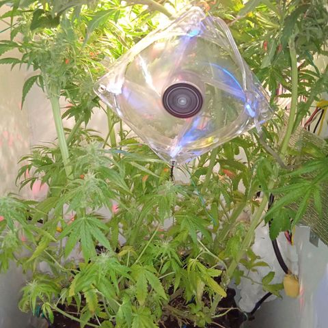 Green Gelato growlog timeline photo