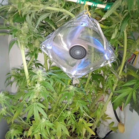 Green Gelato growlog timeline photo