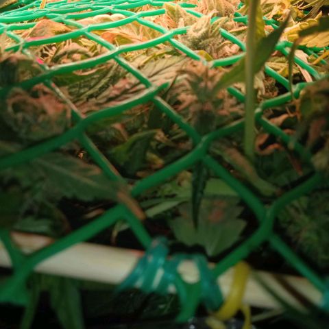 Green Gelato growlog timeline photo