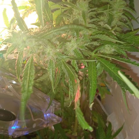 Green Gelato growlog timeline photo