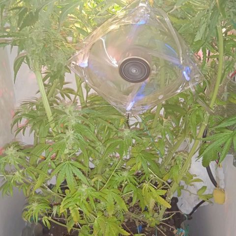 Green Gelato growlog timeline photo