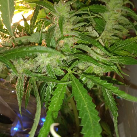 Green Gelato growlog timeline photo