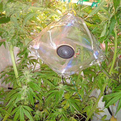Green Gelato growlog timeline photo