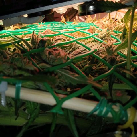 Green Gelato growlog timeline photo