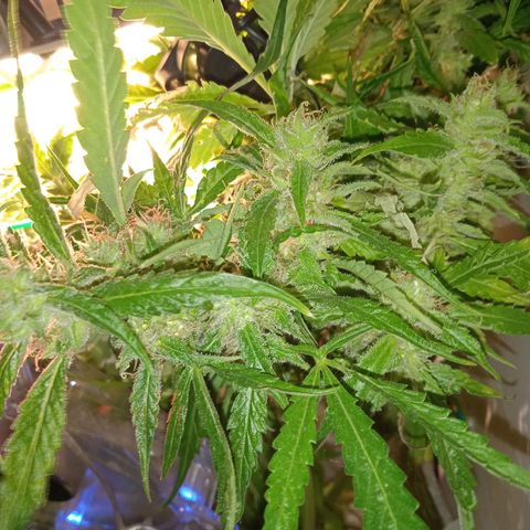 Green Gelato growlog timeline photo