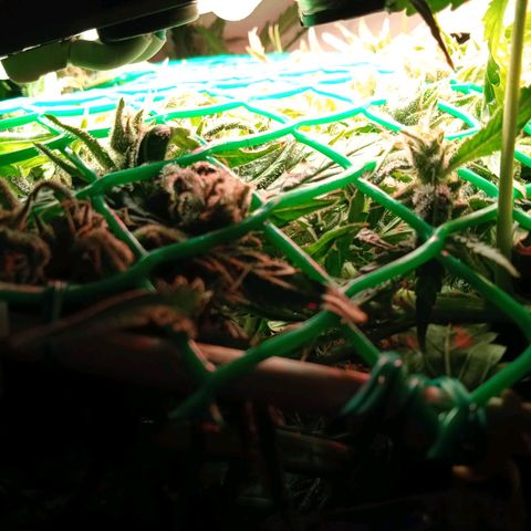 Green Gelato growlog timeline photo