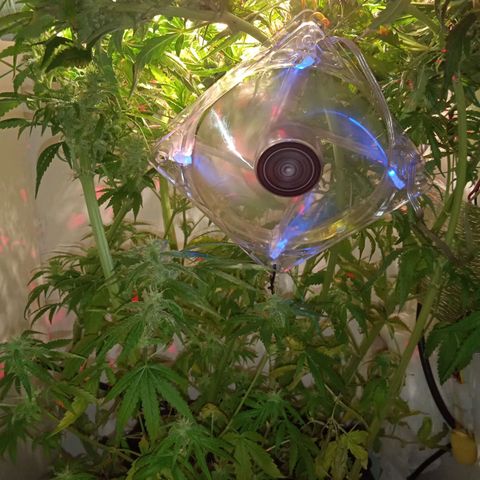 Green Gelato growlog timeline photo