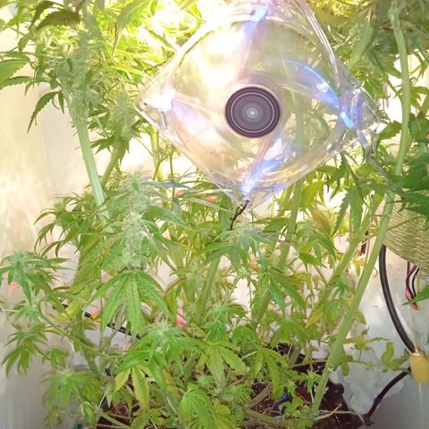 Green Gelato growlog timeline photo