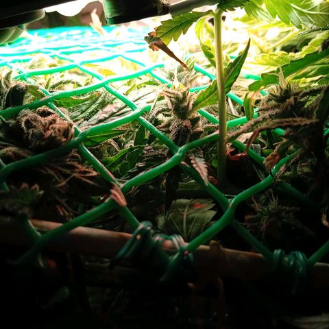 Green Gelato growlog timeline photo