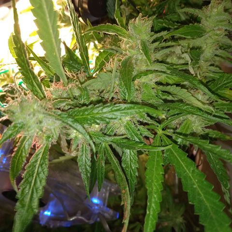 Green Gelato growlog timeline photo