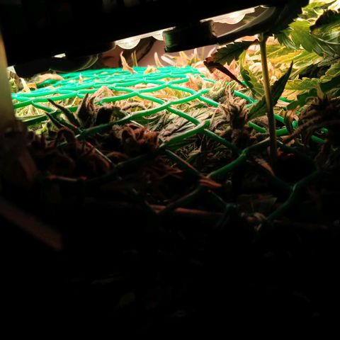 Green Gelato growlog timeline photo