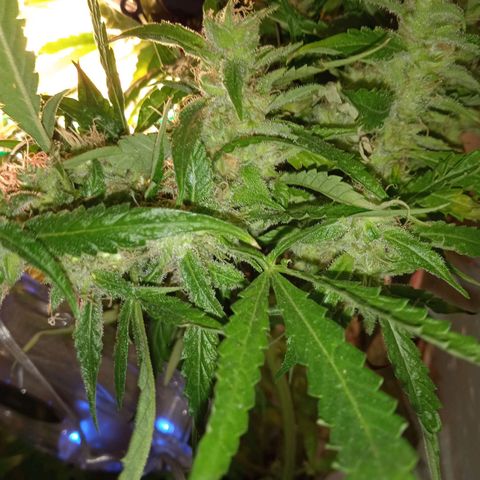 Green Gelato growlog timeline photo