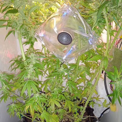 Green Gelato growlog timeline photo