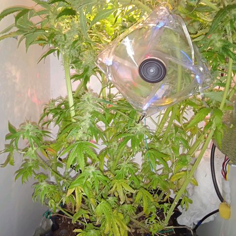 Green Gelato growlog timeline photo