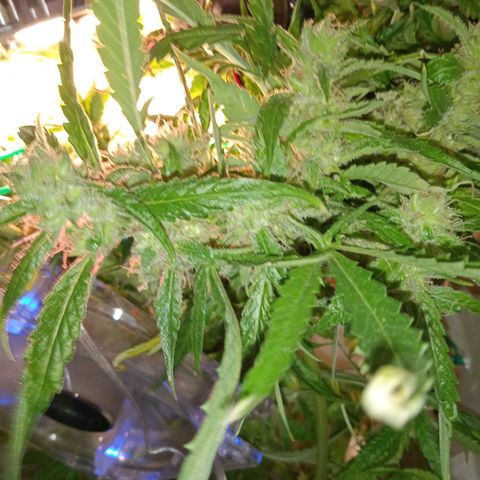 Green Gelato growlog timeline photo