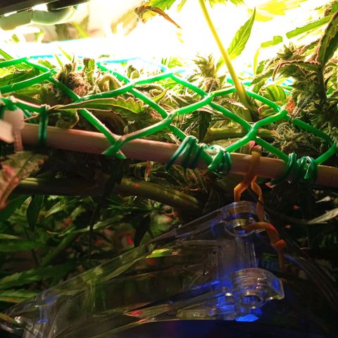 Green Gelato growlog timeline photo
