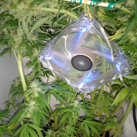 Green Gelato growlog timeline photo