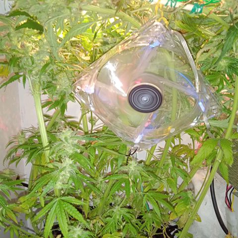 Green Gelato growlog timeline photo