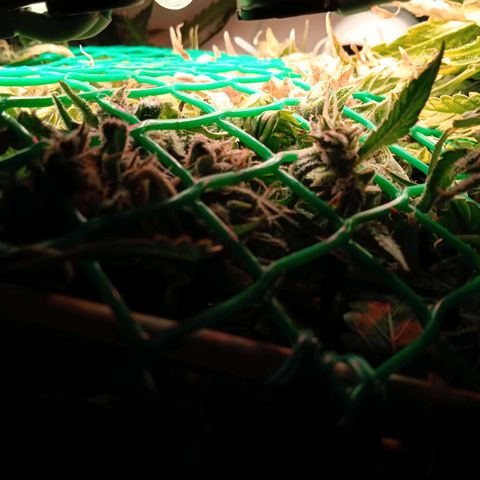 Green Gelato growlog timeline photo