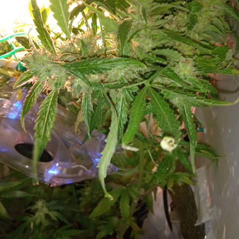 Green Gelato growlog timeline photo