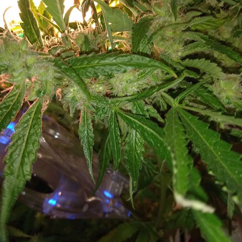 Green Gelato growlog timeline photo