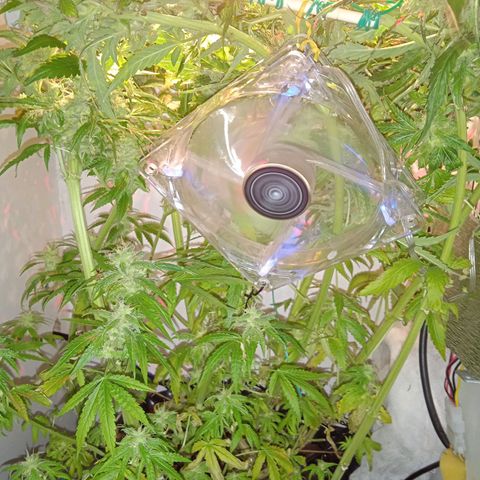 Green Gelato growlog timeline photo