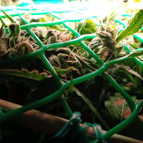 Green Gelato growlog timeline photo