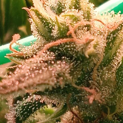 Green Gelato growlog timeline photo
