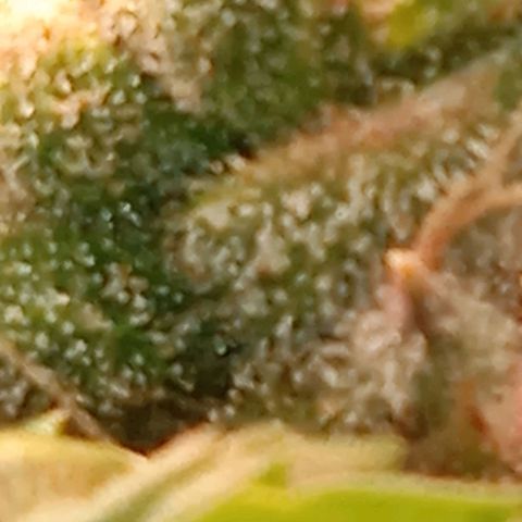 Green Gelato growlog timeline photo