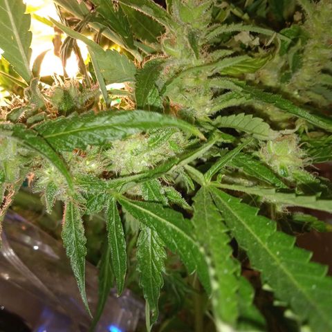 Green Gelato growlog timeline photo