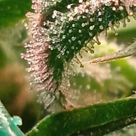 Green Gelato growlog timeline photo
