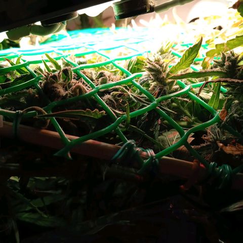 Green Gelato growlog timeline photo