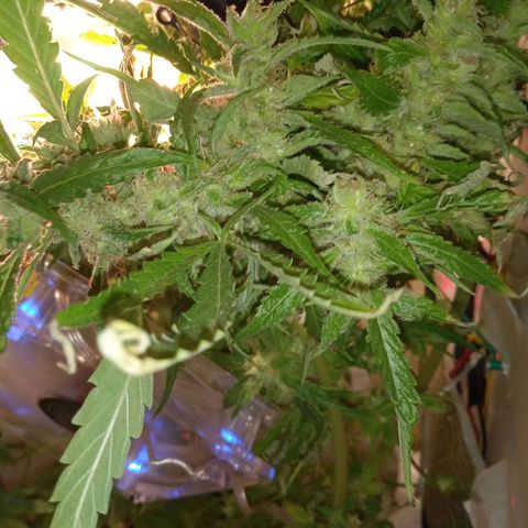Green Gelato growlog timeline photo