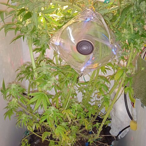 Green Gelato growlog timeline photo