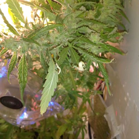 Green Gelato growlog timeline photo