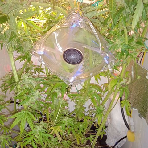 Green Gelato growlog timeline photo