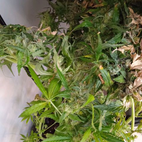 Green Gelato growlog timeline photo