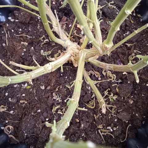 Green Gelato growlog timeline photo