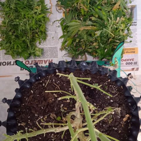 Green Gelato growlog timeline photo
