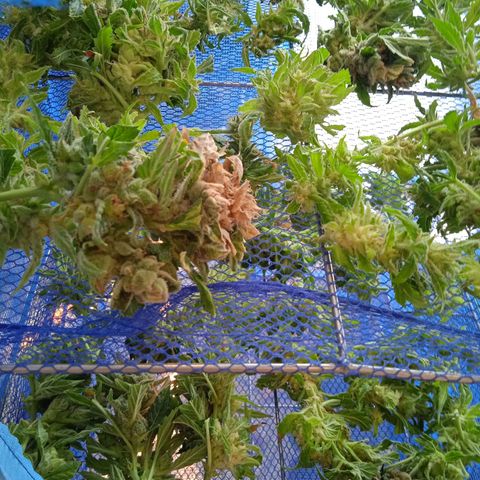 Green Gelato growlog timeline photo